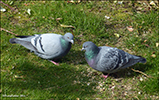 Bldgva / Columba livia