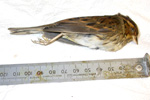 Emberiza pusilla