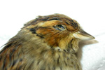 Emberiza pusilla