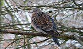 Streptopelia orientalis