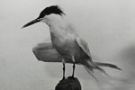 Sandwich Tern / Sterna sandvicensis