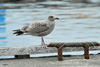 Fiskimásaskuri / Larus argentatus