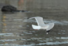 Fiskimási / Larus argentatus