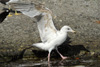 Fiskimsaskuri / Ung slvmgeunge (4K) / Young Herring Gull (4y) / Larus argentatus