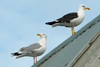 Fiskimási / Larus argentatus & Likka / Larus fuscus graellsii