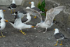 So seta vit á dreingir - likka og fiskimási berjast um matin / Sildemåge og sølvmåge kæmper om maden / The winner takes it all / Larus fuscus graellsii & Larus argentatus