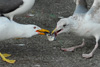 Likka og fiskimási berjast um matin / Sildemåge og sølvmåge kæmper om maden / The winner takes it all / Larus fuscus graellsii & Larus argentatus