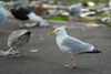 Fiskimási / Larus argentatus