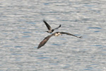 Osprey / Pandion haliaetus