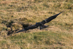 Fiskeørn / Pandion haliaetus