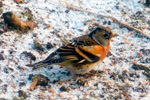 Brambling / Fringilla montifringilla