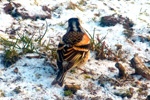 Brambling / Fringilla montifringilla