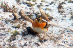 Brambling / Fringilla montifringilla