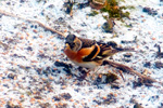 Brambling / Fringilla montifringilla