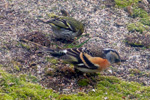 Fringilla montifringilla & Carduelis spinus