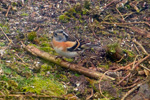 Fringilla montifringilla