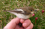 Flekkunpur / Ficedula hypoleuca