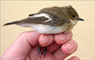 Flekkunpur / Ficedula hypoleuca