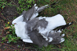 Lesser Black-backed gull