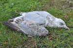 Herring gull 