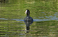 Sjógvhøna (Fulica atra) Linnaeus 1758