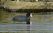 Sjgvhna (Fulica atra) Linnaeus 1758