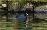 Sjógvhøna (Fulica atra) Linnaeus 1758