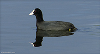 Sjógvhøna (Fulica atra) Linnaeus 1758