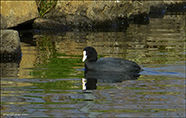 Sjógvhøna (Fulica atra) Linnaeus 1758