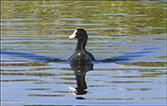 Sjógvhøna (Fulica atra) Linnaeus 1758