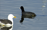 Sjógvhøna (Fulica atra) Linnaeus 1758