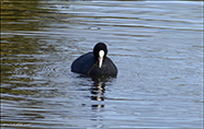 Sjógvhøna (Fulica atra) Linnaeus 1758