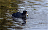 Sjógvhøna (Fulica atra) Linnaeus 1758