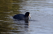 Sjógvhøna (Fulica atra) Linnaeus 1758