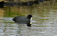 Sjógvhøna (Fulica atra) Linnaeus 1758