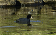 Sjógvhøna (Fulica atra) Linnaeus 1758