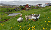 Gás / Anser anser domesticus, Tórshavn 20.05.2011