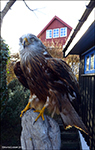 Red Kite (Milvus milvus)