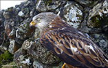 Red Kite (Milvus milvus)