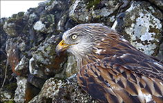 Red Kite (Milvus milvus)