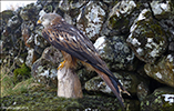 Red Kite (Milvus milvus)