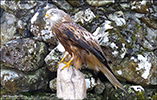 Red Kite (Milvus milvus)