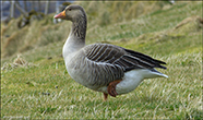 Grágás / Greylag goose / Anser anser