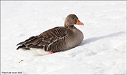 Grgs / Greylag goose / Anser anser