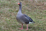 Grágás / Greylag goose / Anser anser