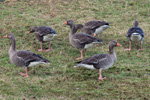 Grágás / Greylag goose / Anser anser