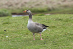 Grgs / Greylag goose / Anser anser