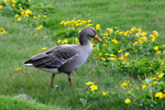 Grágás / Greylag goose / Anser anser, Tórshavn 20.05.2011