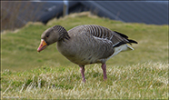 Grágás / Greylag goose / Anser anser