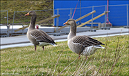 Grágás / Greylag goose / Anser anser